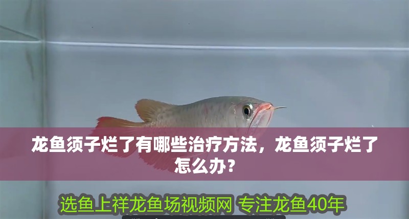 龍魚須子爛了有哪些治療方法，龍魚須子爛了怎么辦？
