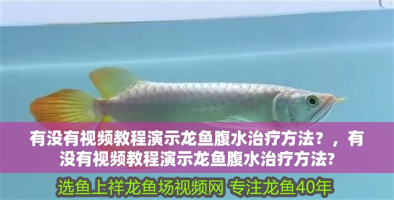 有沒有視頻教程演示龍魚腹水治療方法？，有沒有視頻教程演示龍魚腹水治療方法?