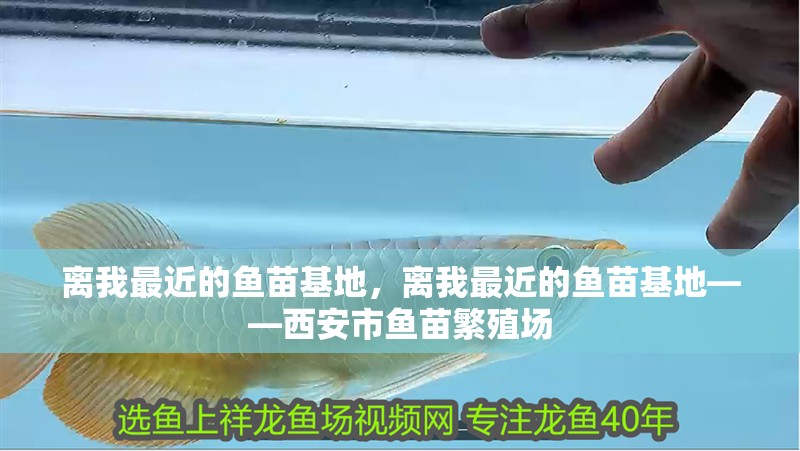 離我最近的魚苗基地，離我最近的魚苗基地——西安市魚苗繁殖場