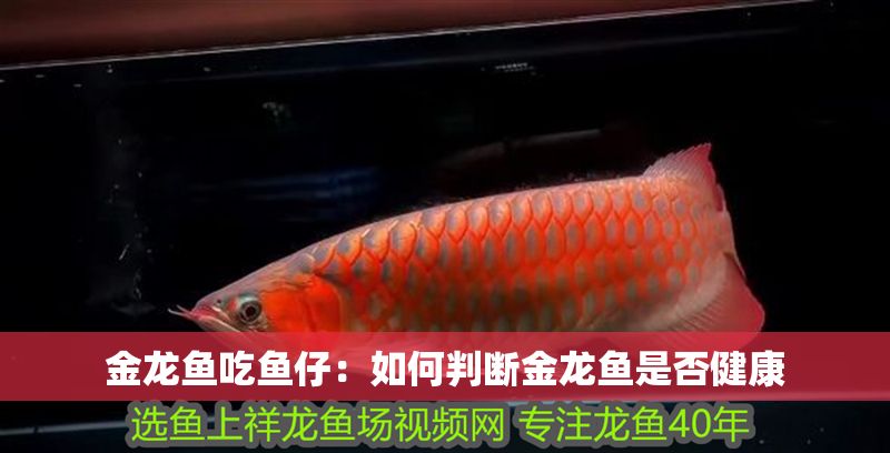 金龍魚吃魚仔：如何判斷金龍魚是否健康