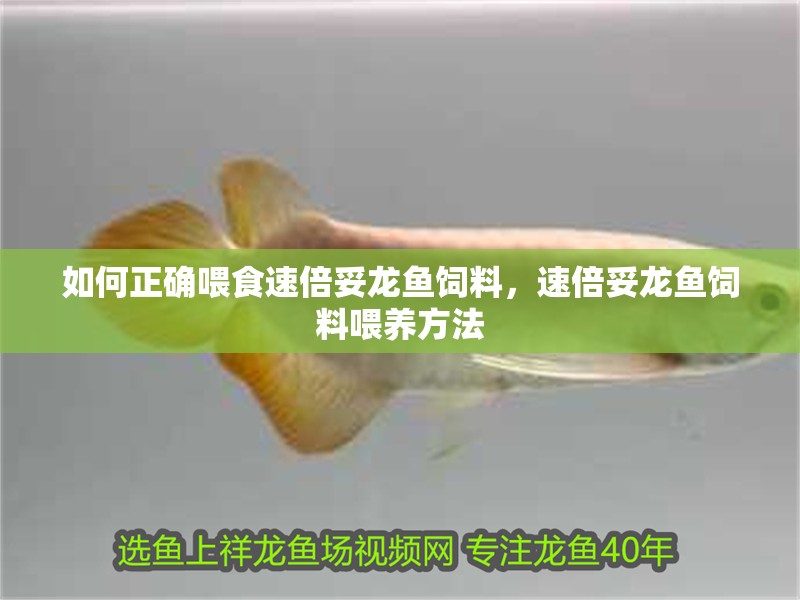 如何正確喂食速倍妥龍魚飼料，速倍妥龍魚飼料喂養(yǎng)方法