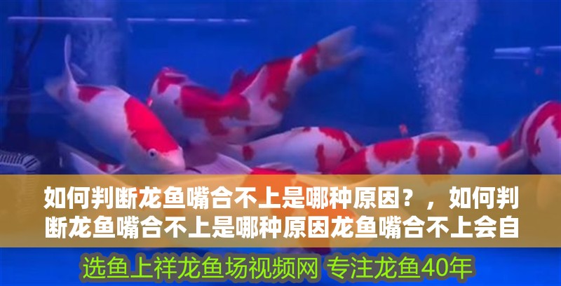 如何判斷龍魚嘴合不上是哪種原因？，如何判斷龍魚嘴合不上是哪種原因龍魚嘴合不上會自愈嗎