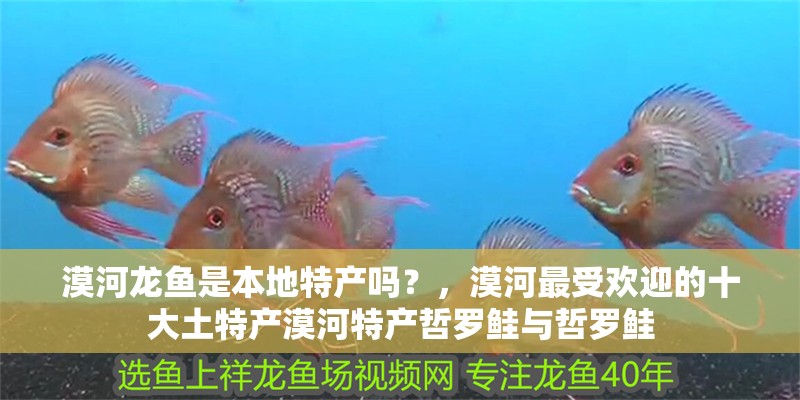 漠河龍魚是本地特產(chǎn)嗎？，漠河最受歡迎的十大土特產(chǎn)漠河特產(chǎn)哲羅鮭與哲羅鮭