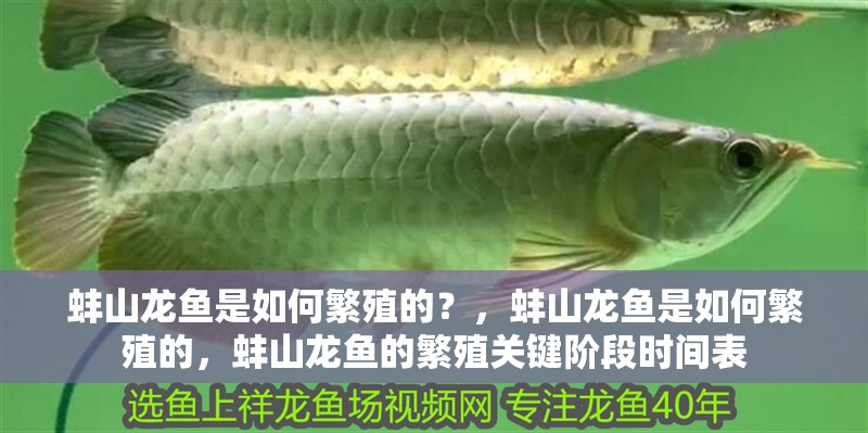 蚌山龍魚是如何繁殖的？，蚌山龍魚是如何繁殖的，蚌山龍魚的繁殖關(guān)鍵階段時間表