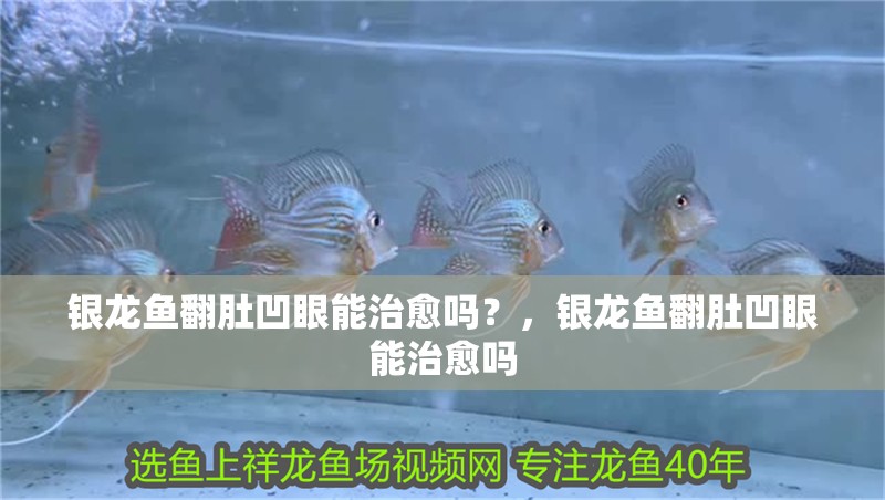 銀龍魚翻肚凹眼能治愈嗎？，銀龍魚翻肚凹眼能治愈嗎
