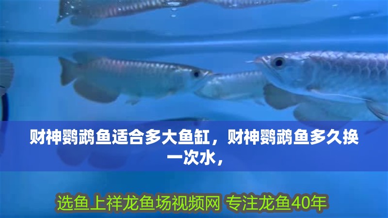 財神鸚鵡魚適合多大魚缸，財神鸚鵡魚多久換一次水，