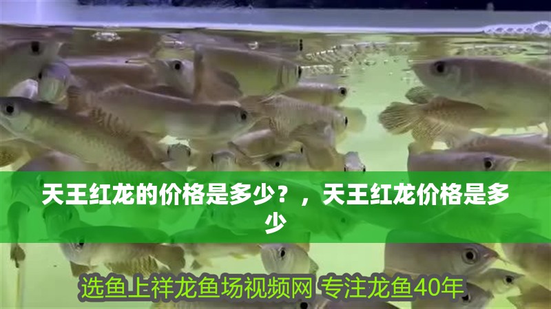 天王紅龍的價(jià)格是多少？，天王紅龍價(jià)格是多少