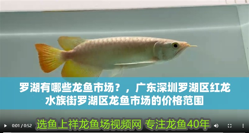 羅湖有哪些龍魚市場？，廣東深圳羅湖區(qū)紅龍水族街羅湖區(qū)龍魚市場的價格范圍