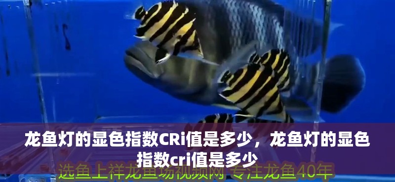 龍魚燈的顯色指數CRi值是多少，龍魚燈的顯色指數cri值是多少