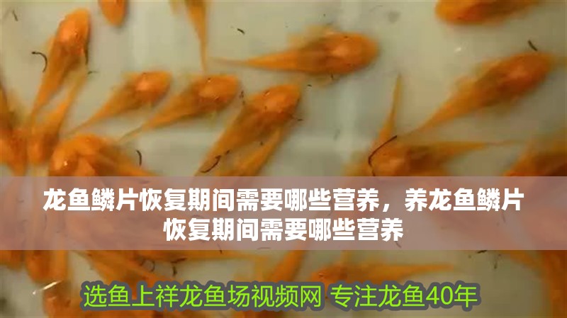 龍魚鱗片恢復期間需要哪些營養，養龍魚鱗片恢復期間需要哪些營養