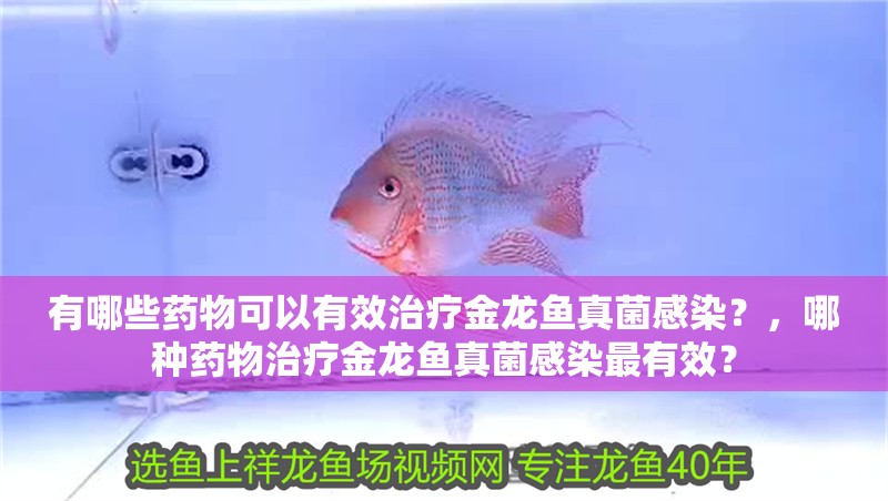 有哪些藥物可以有效治療金龍魚真菌感染？，哪種藥物治療金龍魚真菌感染最有效？