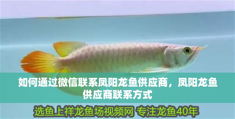 如何通過微信聯系鳳陽龍魚供應商，鳳陽龍魚供應商聯系方式