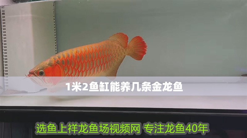 1米2魚(yú)缸能養(yǎng)幾條金龍魚(yú)