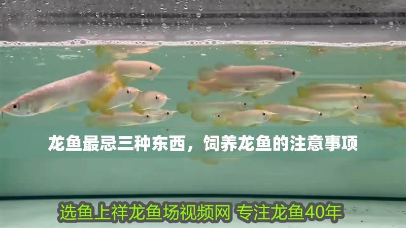 龍魚最忌三種東西，飼養(yǎng)龍魚的注意事項