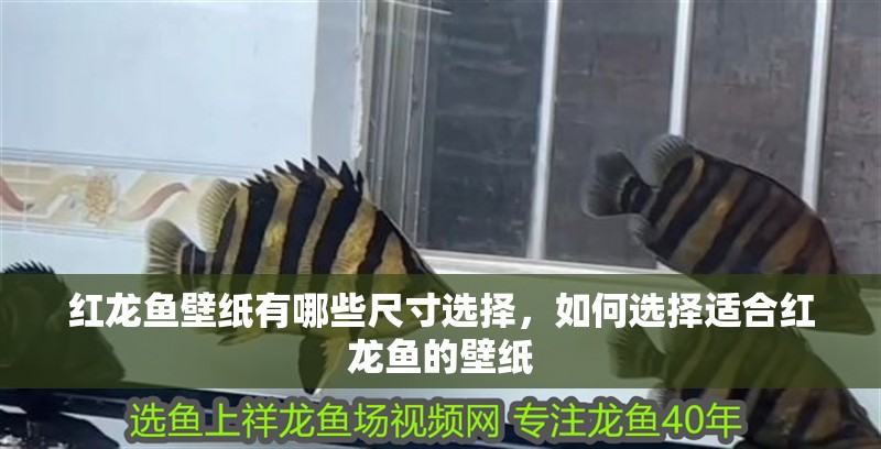 紅龍魚壁紙有哪些尺寸選擇，如何選擇適合紅龍魚的壁紙