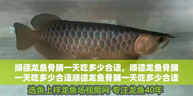 順德龍魚骨腩一天吃多少合適，順德龍魚骨腩一天吃多少合適順德龍魚骨腩一天吃多少合適