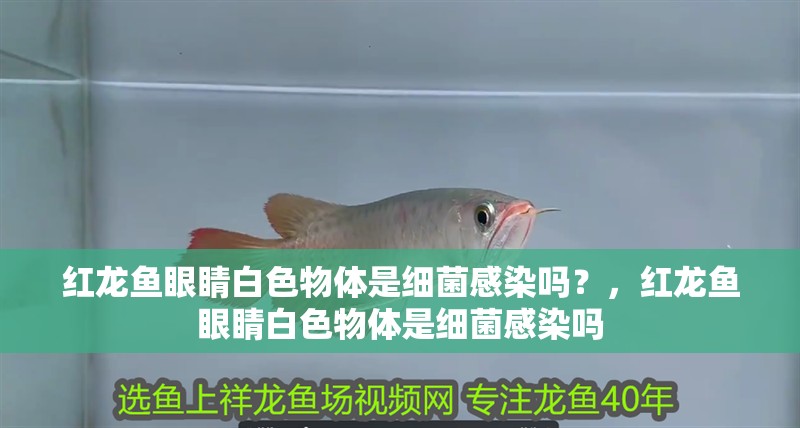紅龍魚眼睛白色物體是細菌感染嗎？，紅龍魚眼睛白色物體是細菌感染嗎