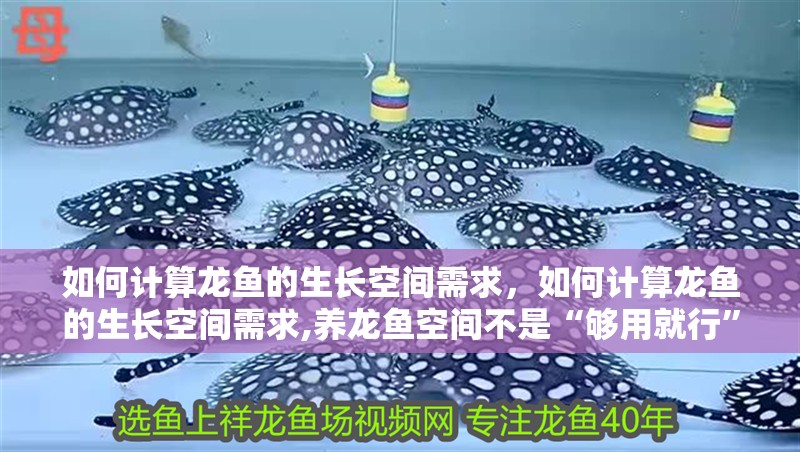 如何計算龍魚的生長空間需求，如何計算龍魚的生長空間需求,養龍魚空間不是“夠用就行”