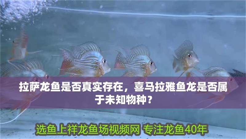拉薩龍魚(yú)是否真實(shí)存在，喜馬拉雅魚(yú)龍是否屬于未知物種？