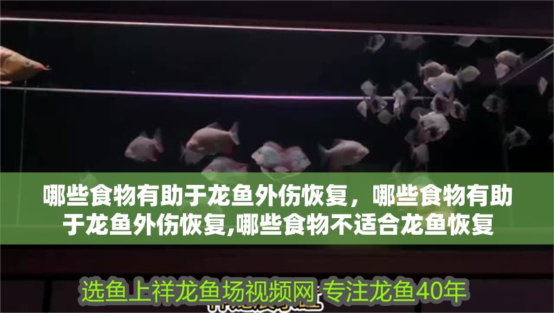 哪些食物有助于龍魚外傷恢復(fù)，哪些食物有助于龍魚外傷恢復(fù),哪些食物不適合龍魚恢復(fù)