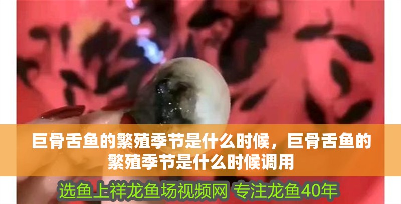 巨骨舌魚的繁殖季節是什么時候，巨骨舌魚的繁殖季節是什么時候調用