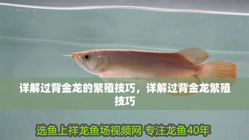詳解過背金龍的繁殖技巧，詳解過背金龍繁殖技巧