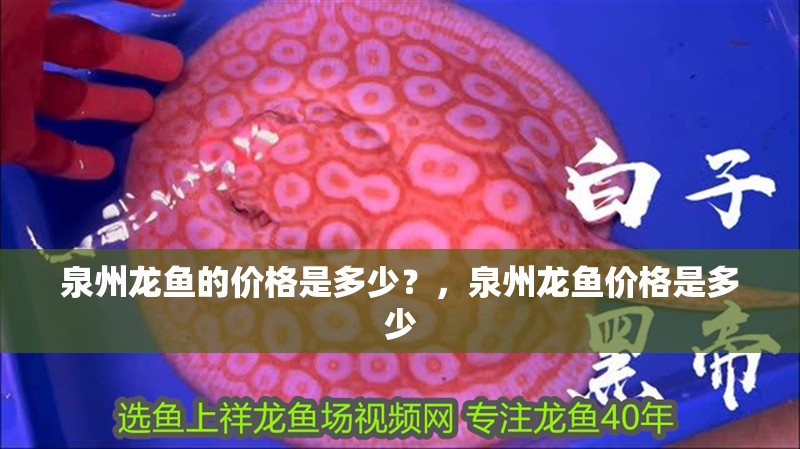 泉州龍魚的價格是多少？，泉州龍魚價格是多少