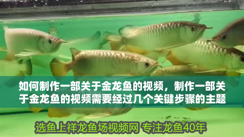 如何制作一部關于金龍魚的視頻，制作一部關于金龍魚的視頻需要經過幾個關鍵步驟的主題和目標受眾