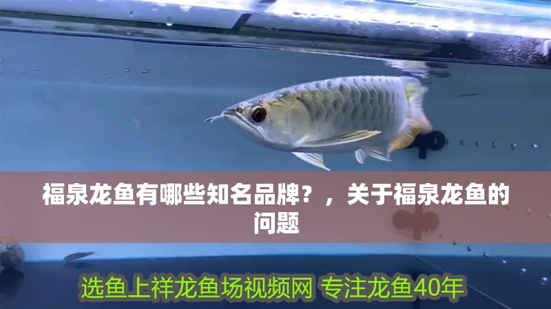 福泉龍魚有哪些知名品牌？，關(guān)于福泉龍魚的問題