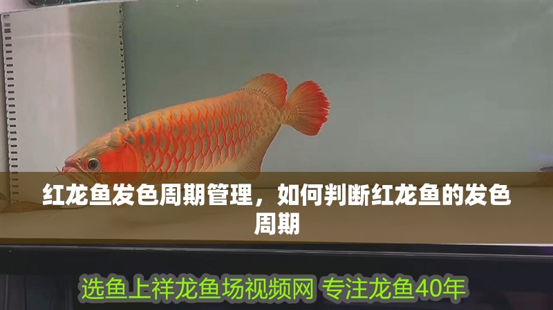 紅龍魚發(fā)色周期管理，如何判斷紅龍魚的發(fā)色周期