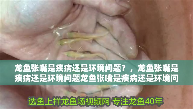 龍魚張嘴是疾病還是環境問題？，龍魚張嘴是疾病還是環境問題龍魚張嘴是疾病還是環境問題