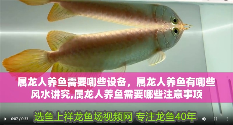 屬龍人養(yǎng)魚需要哪些設備，屬龍人養(yǎng)魚有哪些風水講究,屬龍人養(yǎng)魚需要哪些注意事項