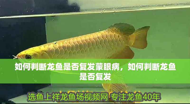 如何判斷龍魚是否復發(fā)蒙眼病，如何判斷龍魚是否復發(fā)