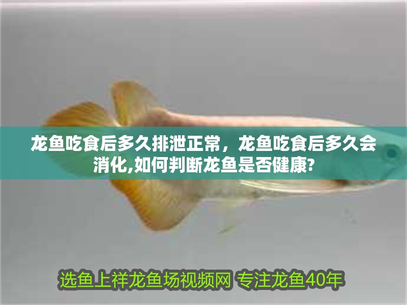 龍魚吃食后多久排泄正常，龍魚吃食后多久會消化,如何判斷龍魚是否健康?