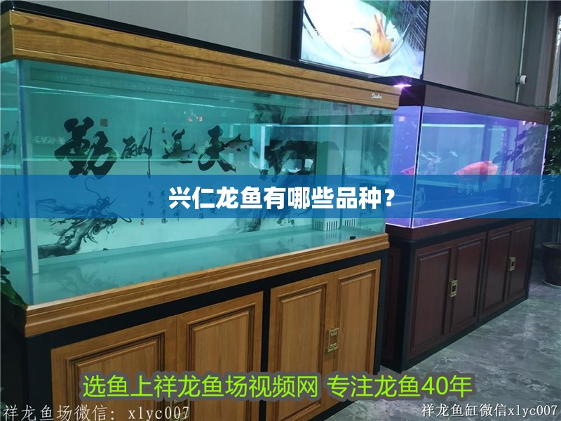 興仁龍魚有哪些品種？