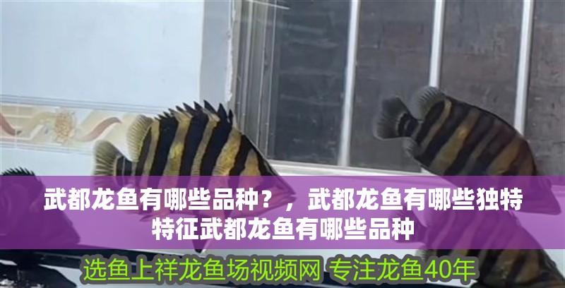 武都龍魚有哪些品種？，武都龍魚有哪些獨特特征武都龍魚有哪些品種