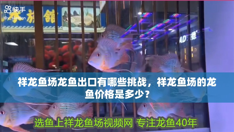 祥龍魚場龍魚出口有哪些挑戰，祥龍魚場的龍魚價格是多少？