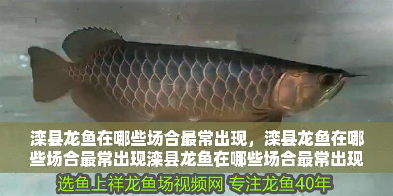 灤縣龍魚在哪些場合最常出現，灤縣龍魚在哪些場合最常出現灤縣龍魚在哪些場合最常出現