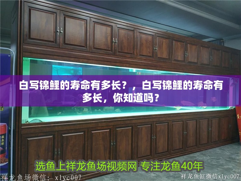 白寫錦鯉的壽命有多長？，白寫錦鯉的壽命有多長，你知道嗎？