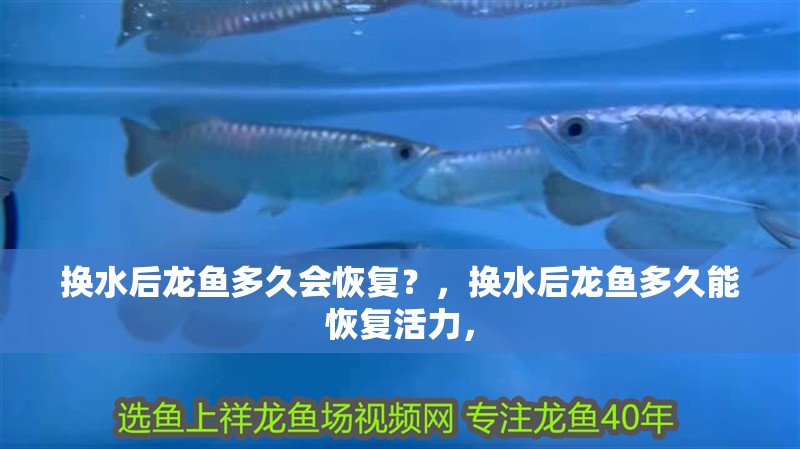 換水后龍魚多久會恢復(fù)？，換水后龍魚多久能恢復(fù)活力，