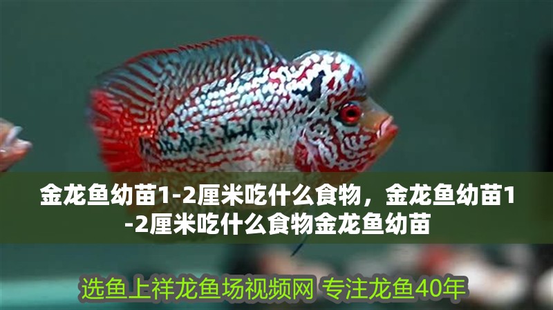 金龍魚幼苗1-2厘米吃什么食物，金龍魚幼苗1-2厘米吃什么食物金龍魚幼苗
