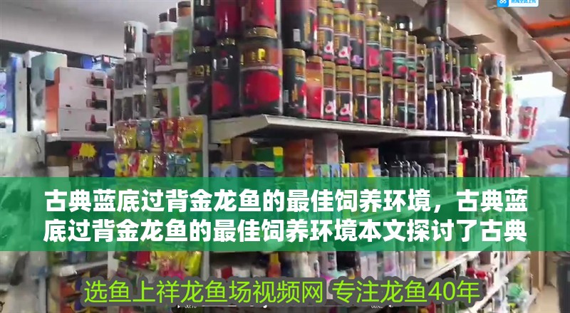 古典藍(lán)底過背金龍魚的最佳飼養(yǎng)環(huán)境，古典藍(lán)底過背金龍魚的最佳飼養(yǎng)環(huán)境本文探討了古典藍(lán)底過背金龍魚的最佳飼養(yǎng)環(huán)境