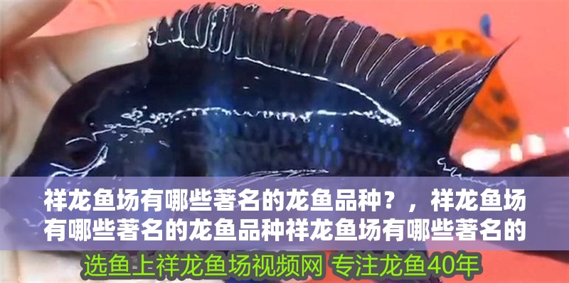 祥龍魚場有哪些著名的龍魚品種？，祥龍魚場有哪些著名的龍魚品種祥龍魚場有哪些著名的龍魚品種