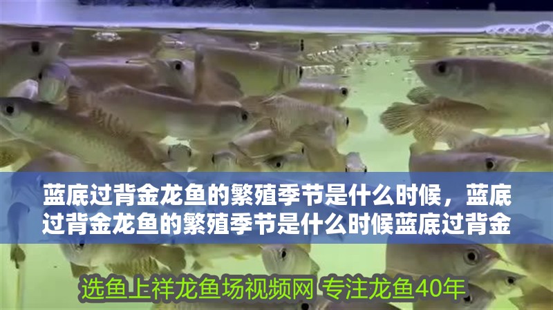 藍底過背金龍魚的繁殖季節是什么時候，藍底過背金龍魚的繁殖季節是什么時候藍底過背金龍魚的繁殖季節