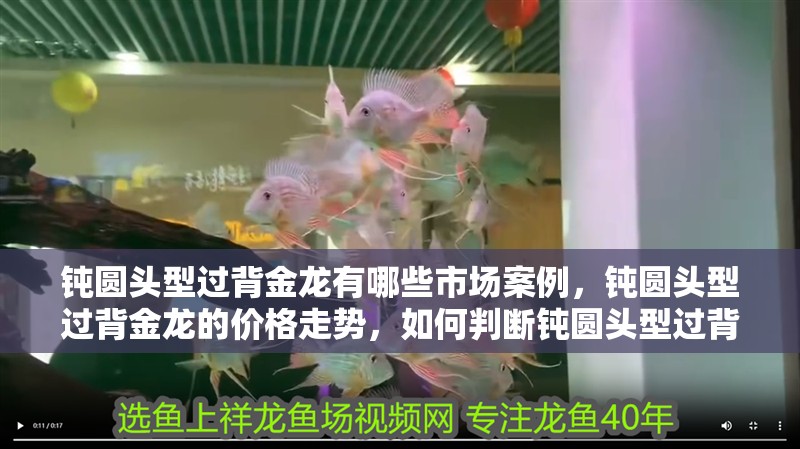 鈍圓頭型過背金龍有哪些市場案例，鈍圓頭型過背金龍的價格走勢，如何判斷鈍圓頭型過背金龍的品質？