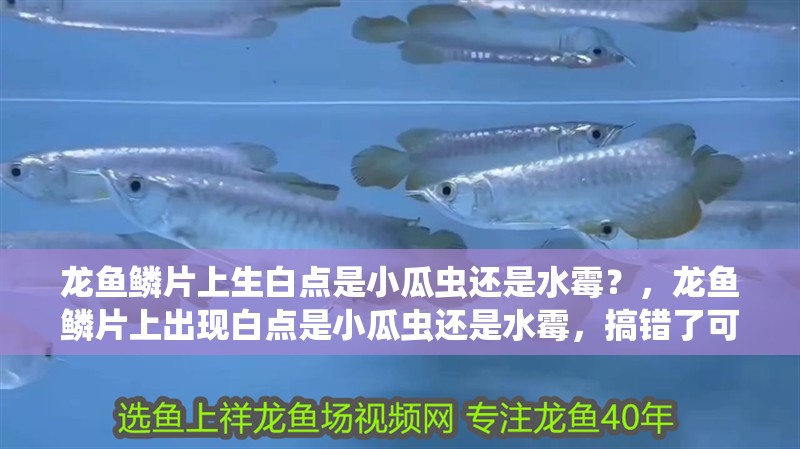 龍魚鱗片上生白點是小瓜蟲還是水霉？，龍魚鱗片上出現(xiàn)白點是小瓜蟲還是水霉，搞錯了可能越治越糟