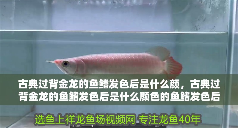 古典過背金龍的魚鰭發(fā)色后是什么顏，古典過背金龍的魚鰭發(fā)色后是什么顏色的魚鰭發(fā)色后是什么顏