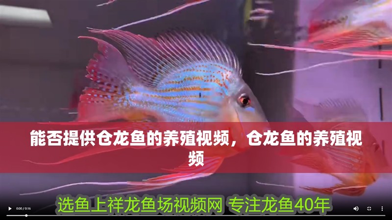 能否提供倉(cāng)龍魚的養(yǎng)殖視頻，倉(cāng)龍魚的養(yǎng)殖視頻