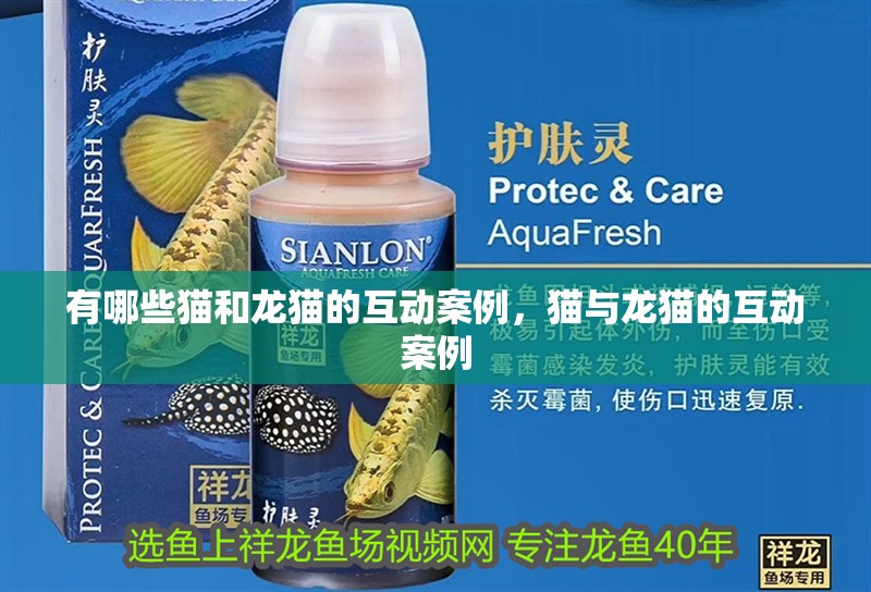 有哪些貓和龍貓的互動案例，貓與龍貓的互動案例