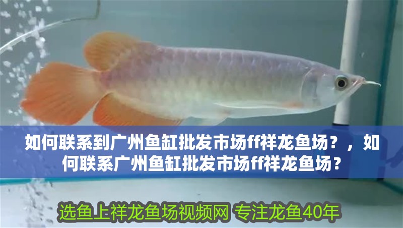 如何聯系到廣州魚缸批發市場ff祥龍魚場？，如何聯系廣州魚缸批發市場ff祥龍魚場？